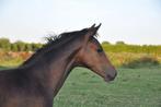Opfokplek voor merrieveulens op kleinschalige stal, Dieren en Toebehoren, Stalling en Weidegang, Weidegang, 2 of 3 paarden of pony's