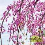 Cercis canadensis 'Golden Falls' / nieuw ‼️, Tuin en Terras, Planten | Bomen, In pot, Lente, Volle zon, Treurboom