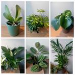 Kamerplanten 40-80cm, Huis en Inrichting, Kamerplanten, Ophalen, Overige soorten, Halfschaduw, In pot