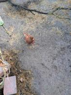 Bruine sierduif gratis op te halen, Dieren en Toebehoren, Geslacht onbekend, Tropenvogel