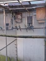 Valkparkieten, Meerdere dieren, Parkiet