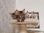 Bengaal kittens met stamboom, Dieren en Toebehoren, Katten en Kittens | Raskatten | Korthaar, Meerdere dieren, Gechipt, 0 tot 2 jaar