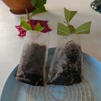 Weigela (rosea) 1x stek, Verzenden, Overige soorten, Volle zon