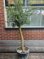 ACTIE Olijfbomen dikke stam:  90 euro pst, Tuin en Terras, Planten | Bomen, Volle zon, Ophalen of Verzenden, 100 tot 250 cm, Olijfboom