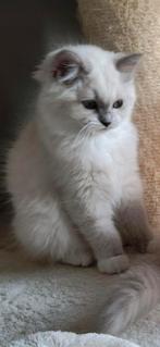Ragdoll katertjeI ( in optie), Kater, Gechipt, 0 tot 2 jaar