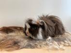 Lunkarya cavia zeugje, Dieren en Toebehoren, Cavia, Juni, Vrouwelijk, Tam