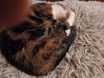 Poes 3 half jaar, Dieren en Toebehoren, Katten en Kittens | Raskatten | Korthaar, Poes, Gechipt, 3 tot 5 jaar
