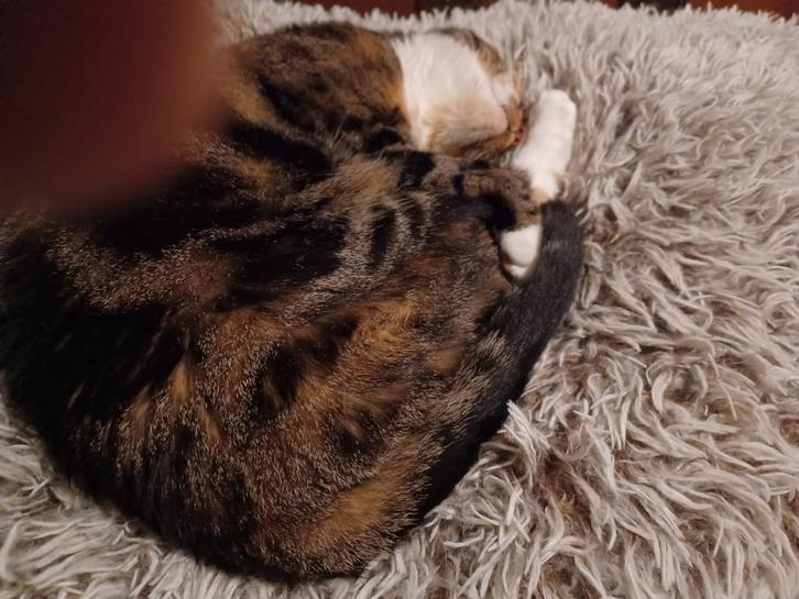 Poes 3 half jaar, Dieren en Toebehoren, Katten en Kittens | Raskatten | Korthaar, Poes, 3 tot 5 jaar, Gechipt, Ingeënt