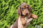 Prachtige dwerg teckel pups, Dieren en Toebehoren, Honden | Teckels en Dashonden, Nederland, Rabiës (hondsdolheid), 8 tot 15 weken