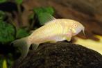 kweekgroep corydora albino 25 stuks, Dieren en Toebehoren, Vissen | Aquariumvissen, Vis, Zoetwatervis, Schoolvis