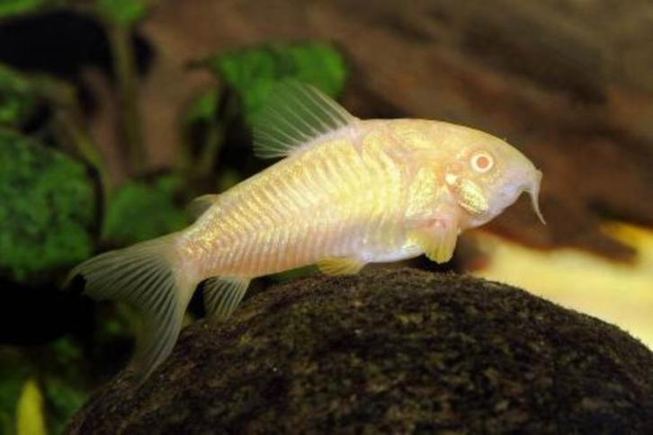 kweekgroep corydora albino 25 stuks, Dieren en Toebehoren, Vissen | Aquariumvissen, Zoetwatervis, Vis, Schoolvis