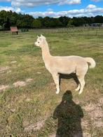 Alpaca hengst, Dieren en Toebehoren, Overige Dieren, Augustus, Mannelijk