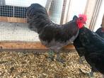 Trio australorp 2025, Meerdere dieren, Kip