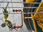 Bellen, Dieren en Toebehoren, Vogels | Parkieten en Papegaaien, Geslacht onbekend, Papegaai, Geringd