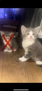 Nog 2 kittens te koop (poesjes), Dieren en Toebehoren, Katten en Kittens | Dekkaters