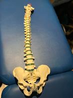 Anatomie wervelkolom, Ophalen of Verzenden, Zo goed als nieuw, Overige typen