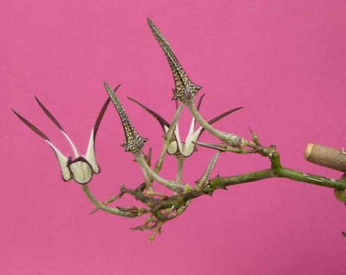 Cactussen en vetplanten: Ceropegia stapeliaeformis, Huis en Inrichting, Kamerplanten, Vetplant, Volle zon, Ophalen of Verzenden