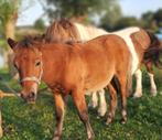 GERESERVEERD Bruin Shetland hengst veulen te koop, Dieren en Toebehoren, Pony's, Gechipt, Niet van toepassing, 0 tot 2 jaar, A pony (tot 1.17m)