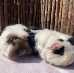 Cavia beren, cavia man, Cavia, Meerdere dieren, Tam