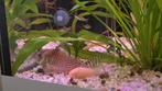 Op zoek naar Corydoras melanistium/melanistius!, Dieren en Toebehoren, Vis