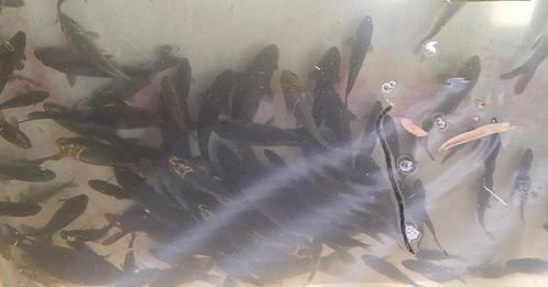 Koi, karper, en winde, Dieren en Toebehoren, Vissen | Vijvervissen, Karper of Koi