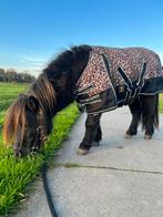 Mini Fries Shetlander, Ruin, A pony (tot 1.17m), Recreatiepony, Met stamboom
