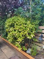 Struik - Japanse Broodboom, Tuin en Terras, Ophalen, Halfschaduw, Overige soorten