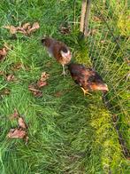 Koppel araucana, Dieren en Toebehoren, Pluimvee, Meerdere dieren, Kip