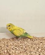 diverse grasparkieten met kruipersziekte!, Dieren en Toebehoren, Vogels | Parkieten en Papegaaien, Meerdere dieren, Parkiet