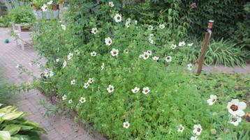 Hennepbladstokroos,  Hibiscus cannabinus  beschikbaar voor biedingen