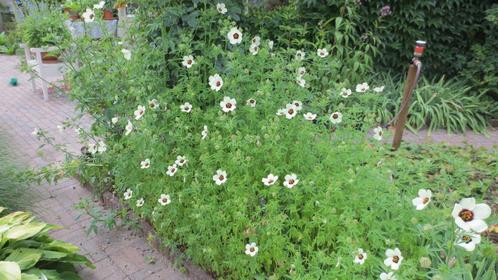 Hennepbladstokroos,  Hibiscus cannabinus, Tuin en Terras, Planten | Tuinplanten, Eenjarig, Overige soorten, Volle zon, Zomer, Ophalen of Verzenden