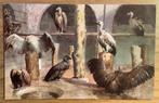 UK 1920 roofvogels Gieren soorten London Zoo Salmon kaart, Ophalen of Verzenden, 1920 tot 1940, Ongelopen, Overige thema's