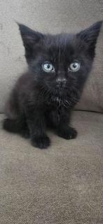 kittens zoeken een goed huisje., Dieren en Toebehoren, Katten en Kittens | Overige Katten, Kater