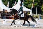 Mega knappe D Welsh sport pony, Dieren en Toebehoren, Paarden, Ruin, Dressuurpaard