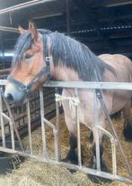 Belgisch Trekpaard Ruin 6 jaar, Dieren en Toebehoren, Paarden, Gechipt, Ruin, 3 tot 6 jaar, Tuigpaard