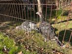 Kalkoenhennen  3 mnd., Dieren en Toebehoren, Pluimvee