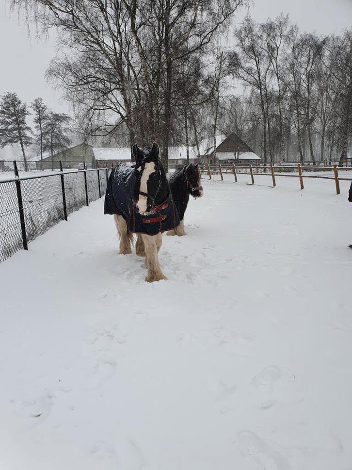 Verzorger gezocht, Diensten en Vakmensen, Dieren | Paarden | Verzorging, Oppas en Les