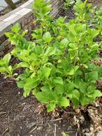 Hortensia, Tuin en Terras, Planten | Tuinplanten, Ophalen, Zomer, Overige soorten, Halfschaduw