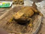 Koppel rode baard Agame met 1 baby van mei  incl. Terrarium, Dieren en Toebehoren, 0 tot 2 jaar