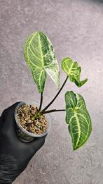 Syngonium Batik Variegata #4, Ophalen of Verzenden, Overige soorten, Minder dan 100 cm