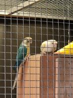 Pyrrhura Split Creme Ino, Dieren en Toebehoren, Vogels | Parkieten en Papegaaien