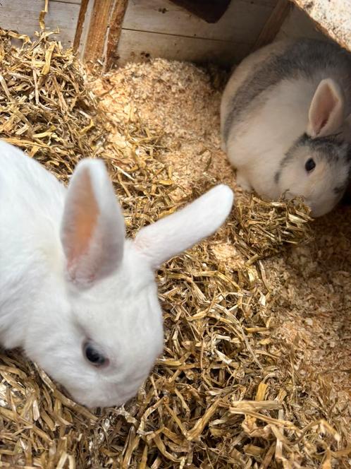 Twee konijnen - 5 jaar oud, Dieren en Toebehoren, Pluimvee | Toebehoren, Zo goed als nieuw, Overige typen, Ophalen