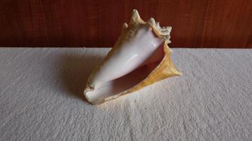 Karko schelp uit Bonaire, uit de jaren zeventig. Conch beschikbaar voor biedingen