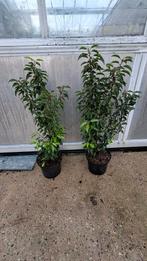 ACTIE NU portugese laurier in pot, Ophalen of Verzenden