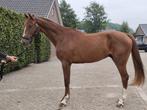 2.5jr ruin van Kiss and Jump (Kannan x Van Gogh), Dieren en Toebehoren, Springpaard, B, Ruin, 170 tot 175 cm