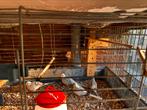 Te koop diamant duif (koppel en 2 jonkies), Meerdere dieren, Overige soorten