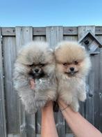 Teacup Bear Face Pomeriaan/Pomeranian Puppy’s teefjes, Dieren en Toebehoren, Honden | Poolhonden, Keeshonden en Oertypen, 8 tot 15 weken