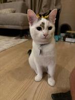 Kater, Dieren en Toebehoren, Kater, Ingeënt, 0 tot 2 jaar