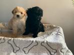 Maltipoo pups, Nederland, Overige rassen, CDV (hondenziekte), 8 tot 15 weken