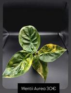 Alocasia Wentii Aurea Variegata, Huis en Inrichting, Kamerplanten, Ophalen of Verzenden, Halfschaduw, Minder dan 100 cm